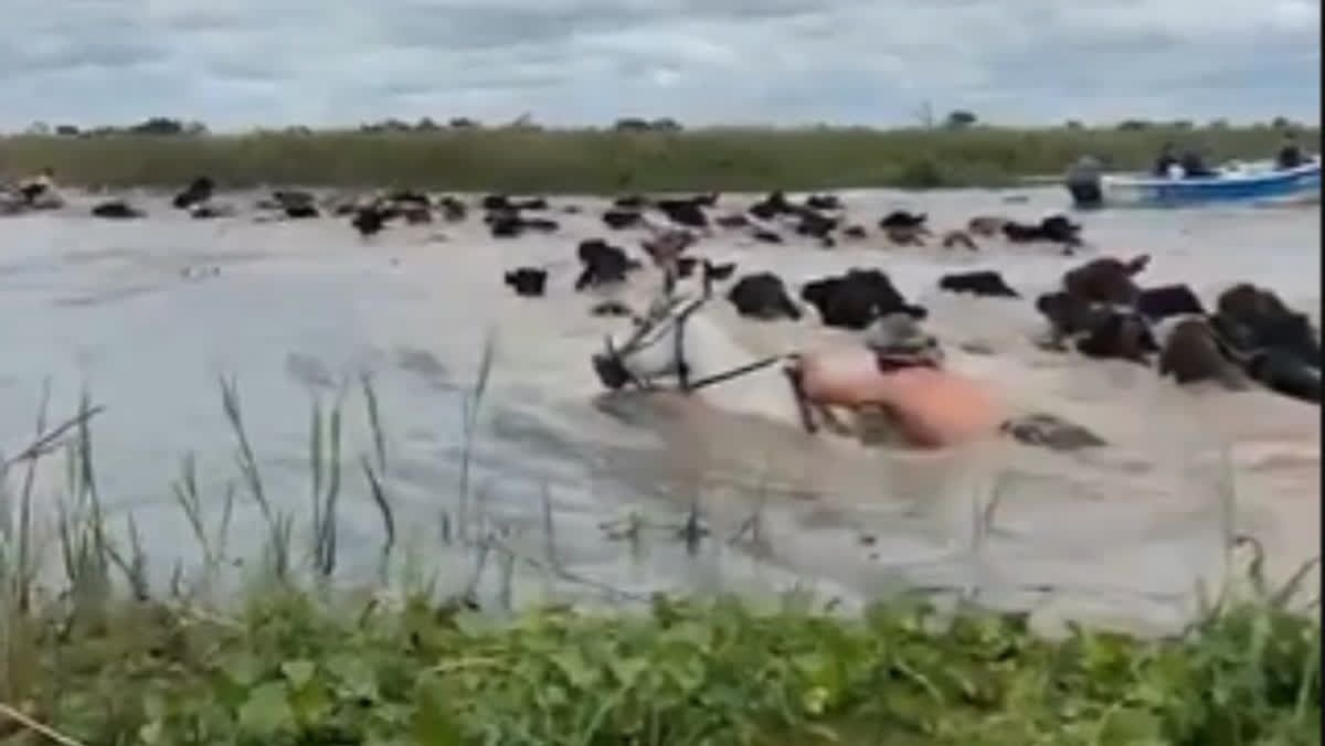 Productores ganaderos trasladan vacas ante la crecida de los ríos