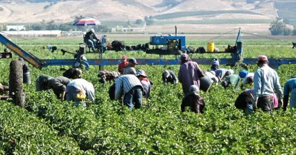 El Gobierno prorroga el régimen de empleo formal para trabajadores rurales