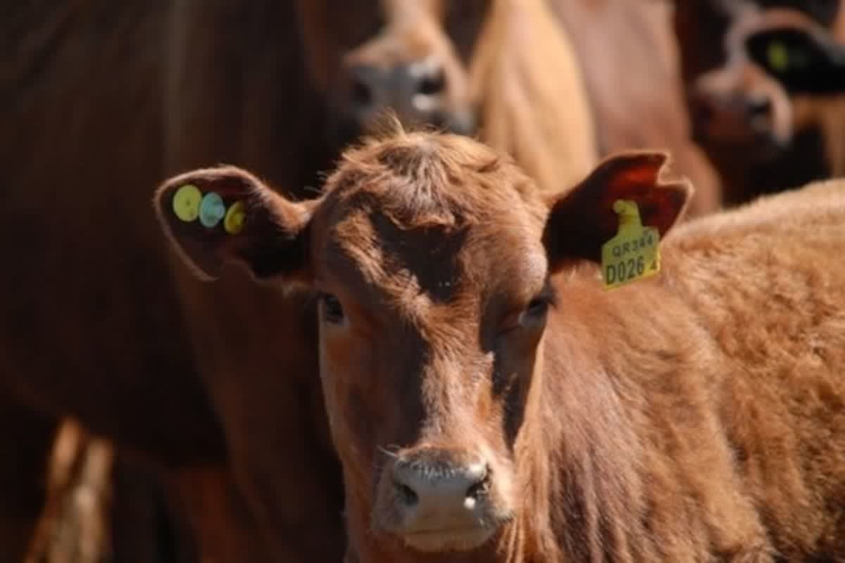 El Senasa autoriza a fundaciones sanitarias a vender dispositivos de identificación animal