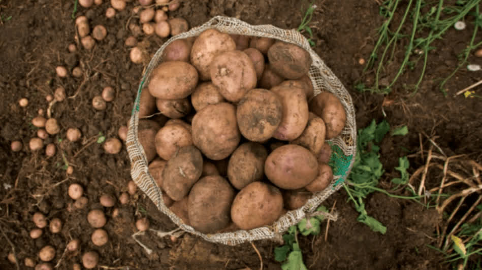 La papa sube de categoría en el semáforo regional de Coninagro