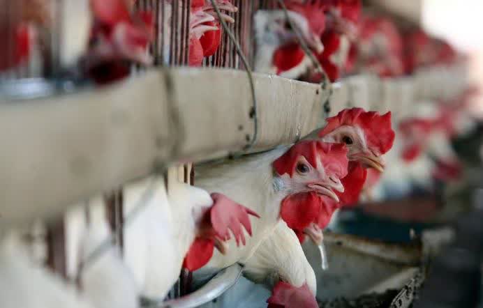 El consumo de pollo supera por primera vez al de carne vacuna