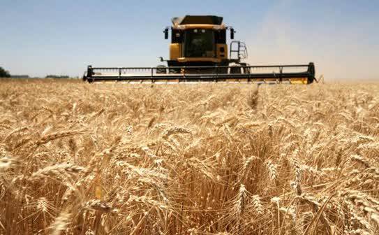 Avanza la cosecha de trigo en el norte con rindes altos