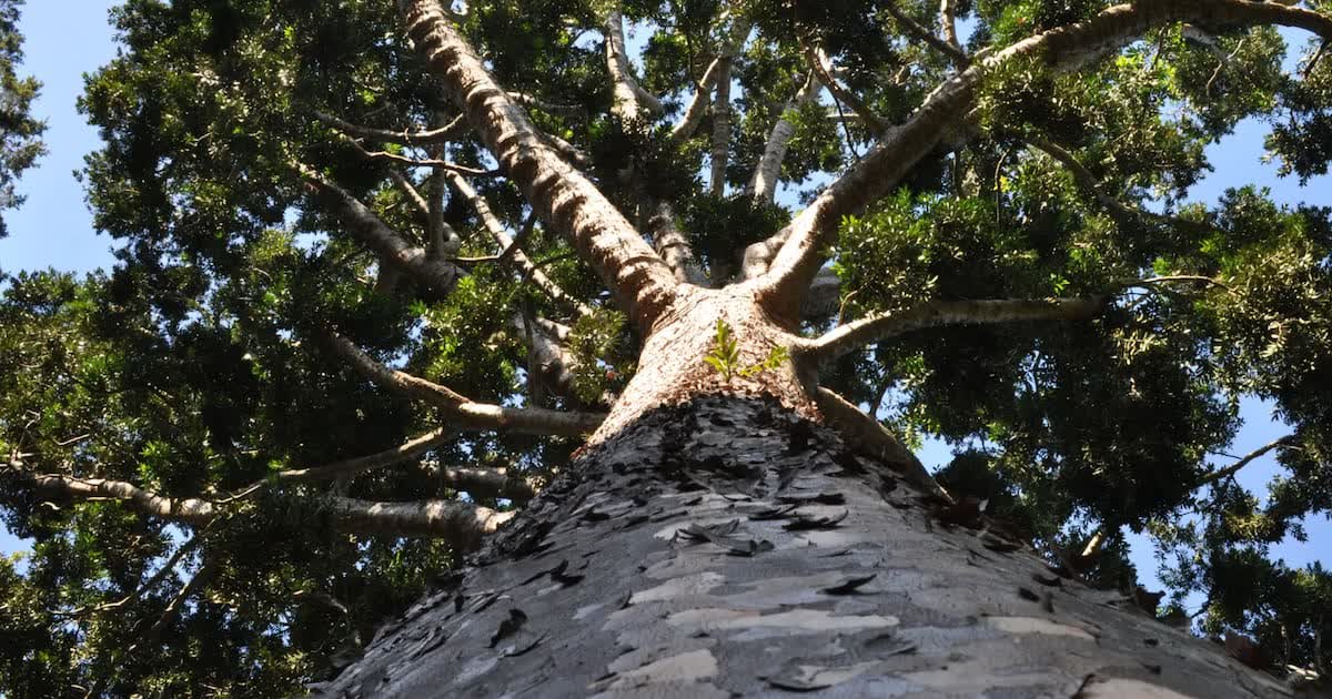 La Plata conserva el único ejemplar vivo del Árbol de Cristal