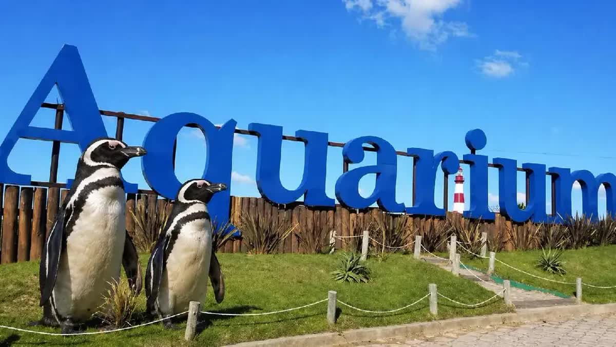 El Aquarium de Mar del Plata vende sus últimos pingüninos y cierra