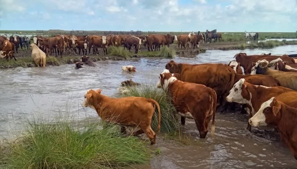 CRA impulsa una red federal para asistir a productores afectados por las inundaciones
